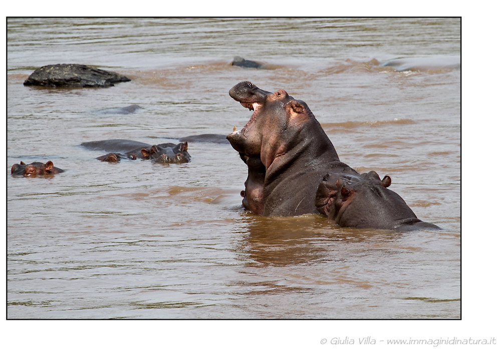 Ippopotamo - Hippopotamus amphibius